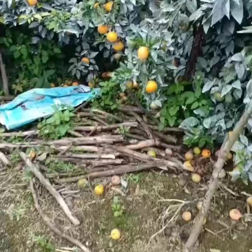 广西扶绥山圩镇大量出售沃柑