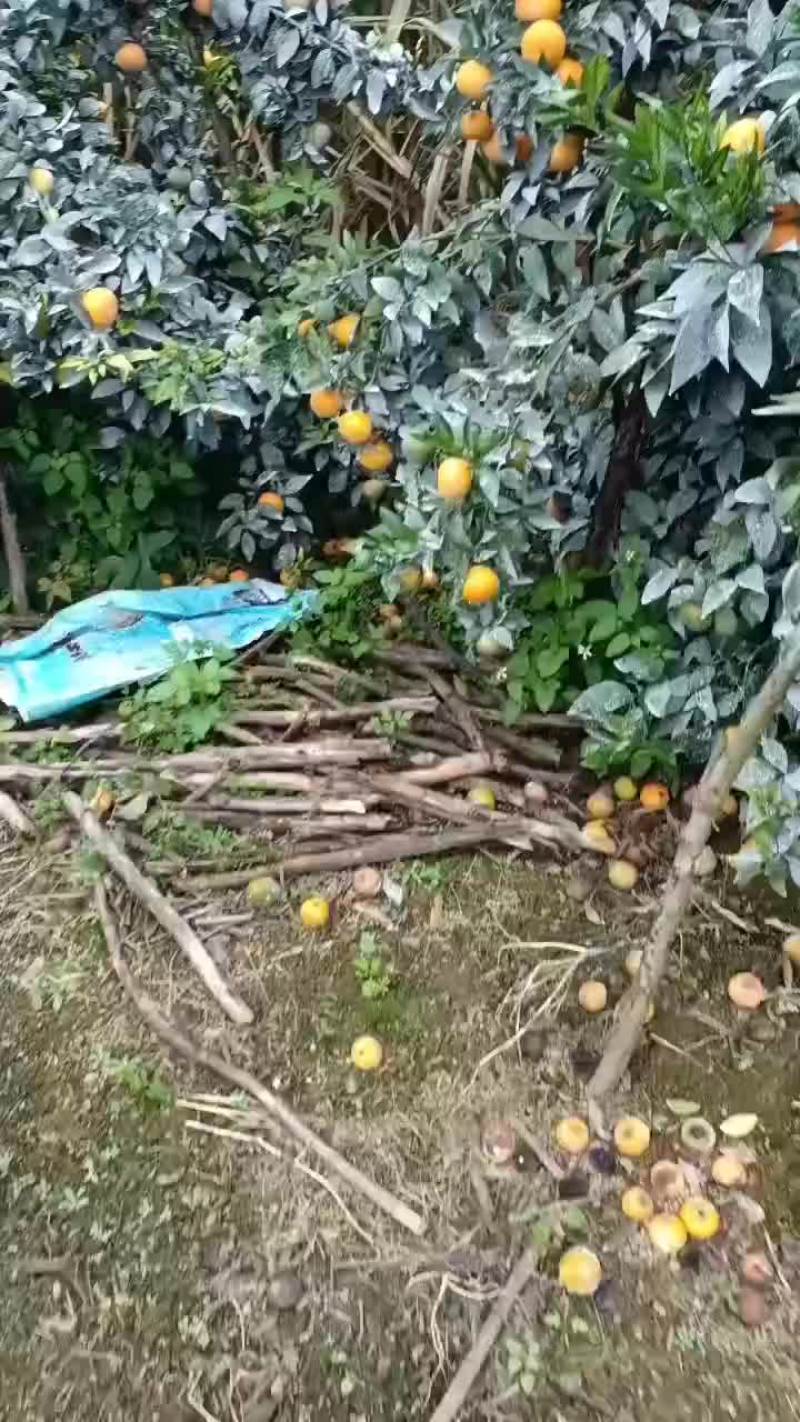 广西扶绥山圩镇大量出售沃柑