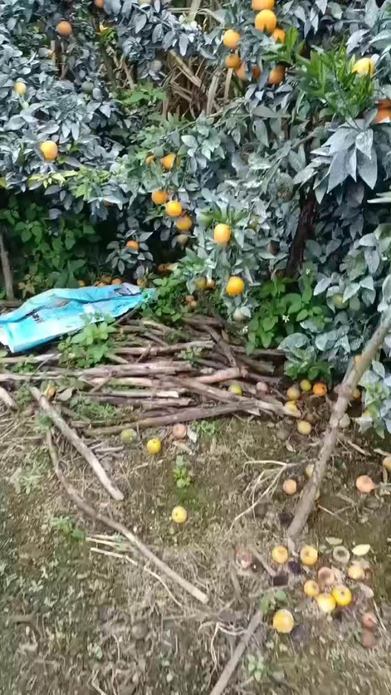 广西扶绥山圩镇大量出售沃柑