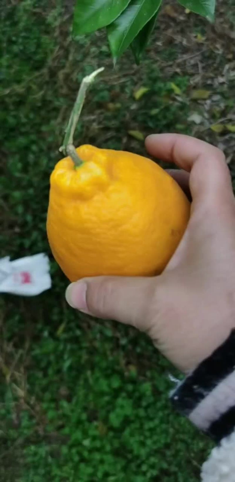 爱媛，耙耙柑，沃柑