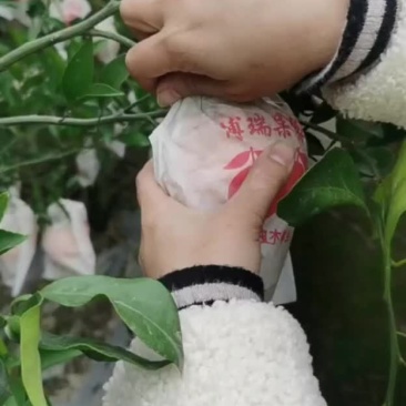 爱媛，耙耙柑，沃柑