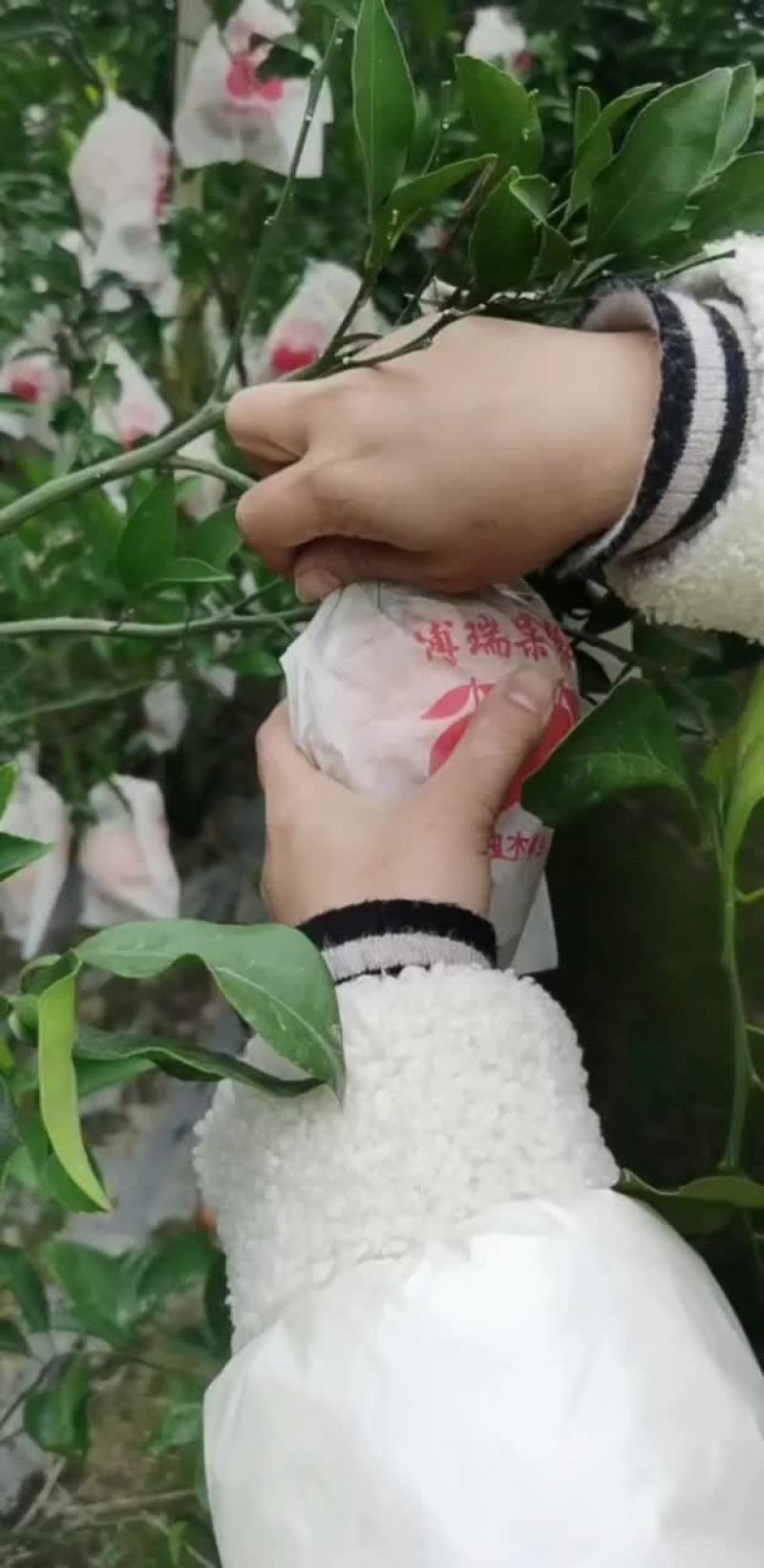 爱媛，耙耙柑，沃柑