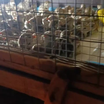 成品鹧鸪