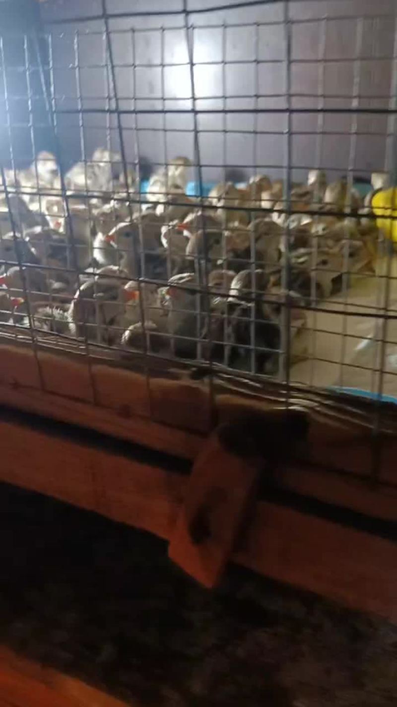 成品鹧鸪