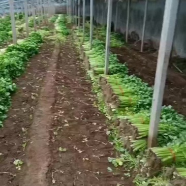 精品西芹大量现货