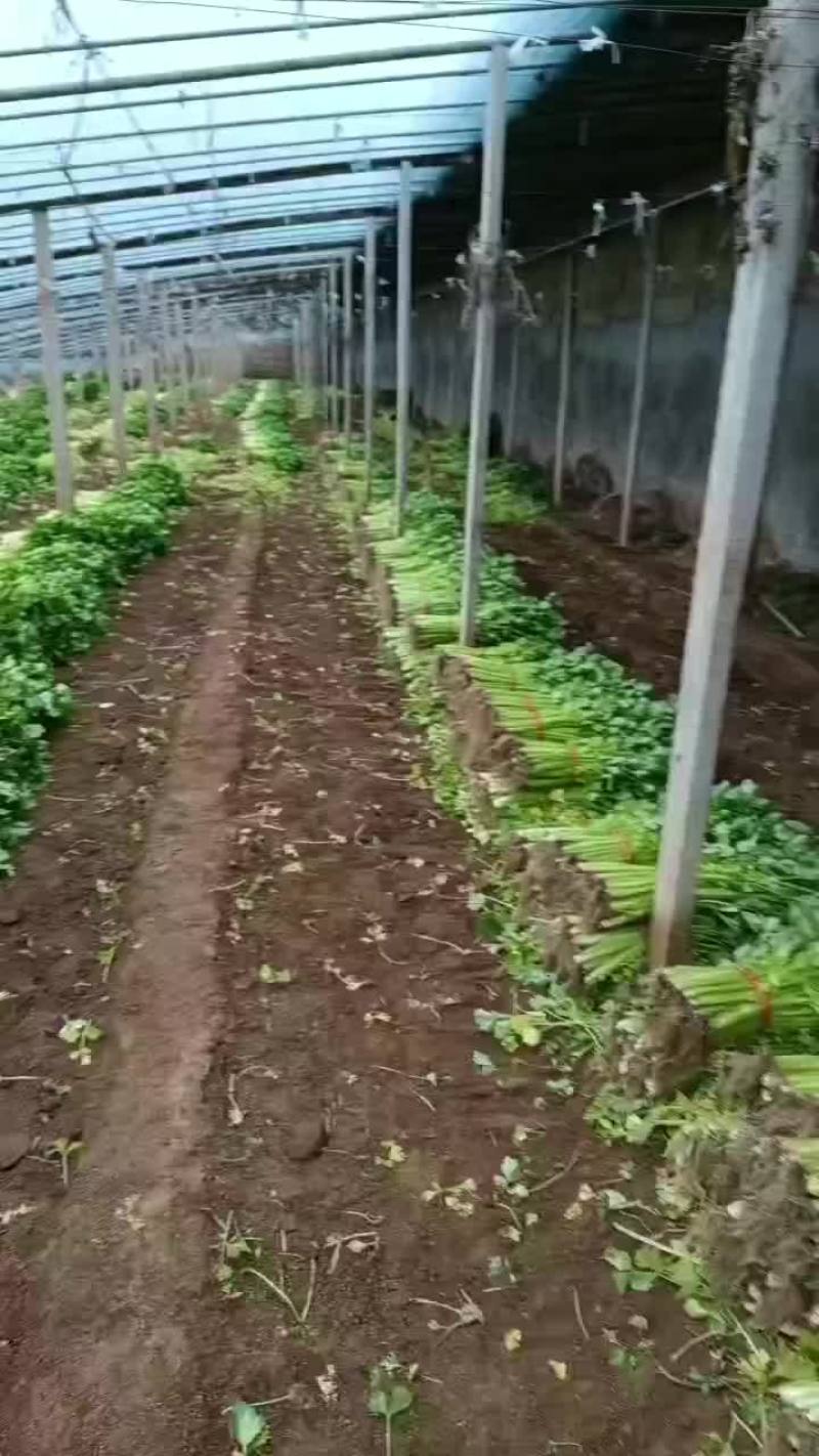 精品西芹大量现货