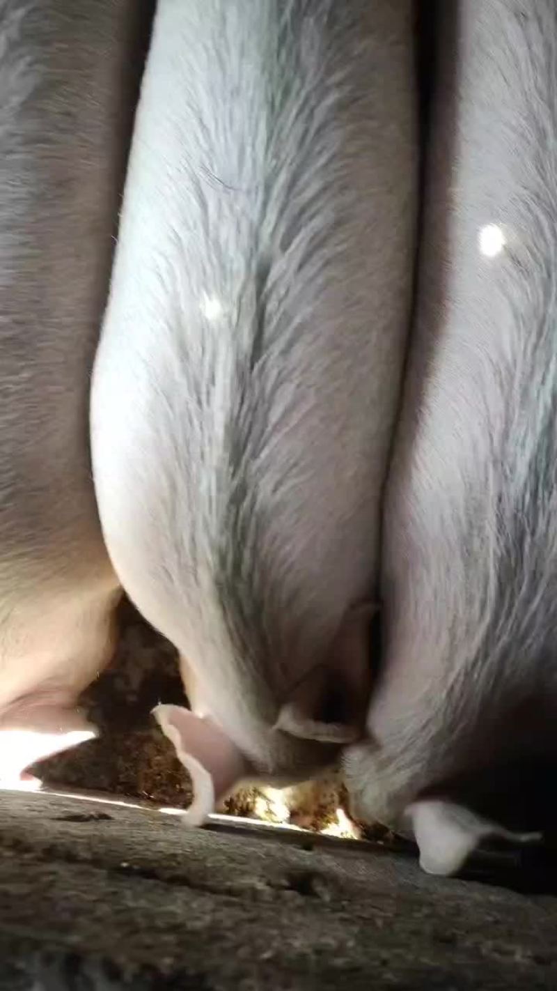 胖猪，三百到四百多斤的胖猪