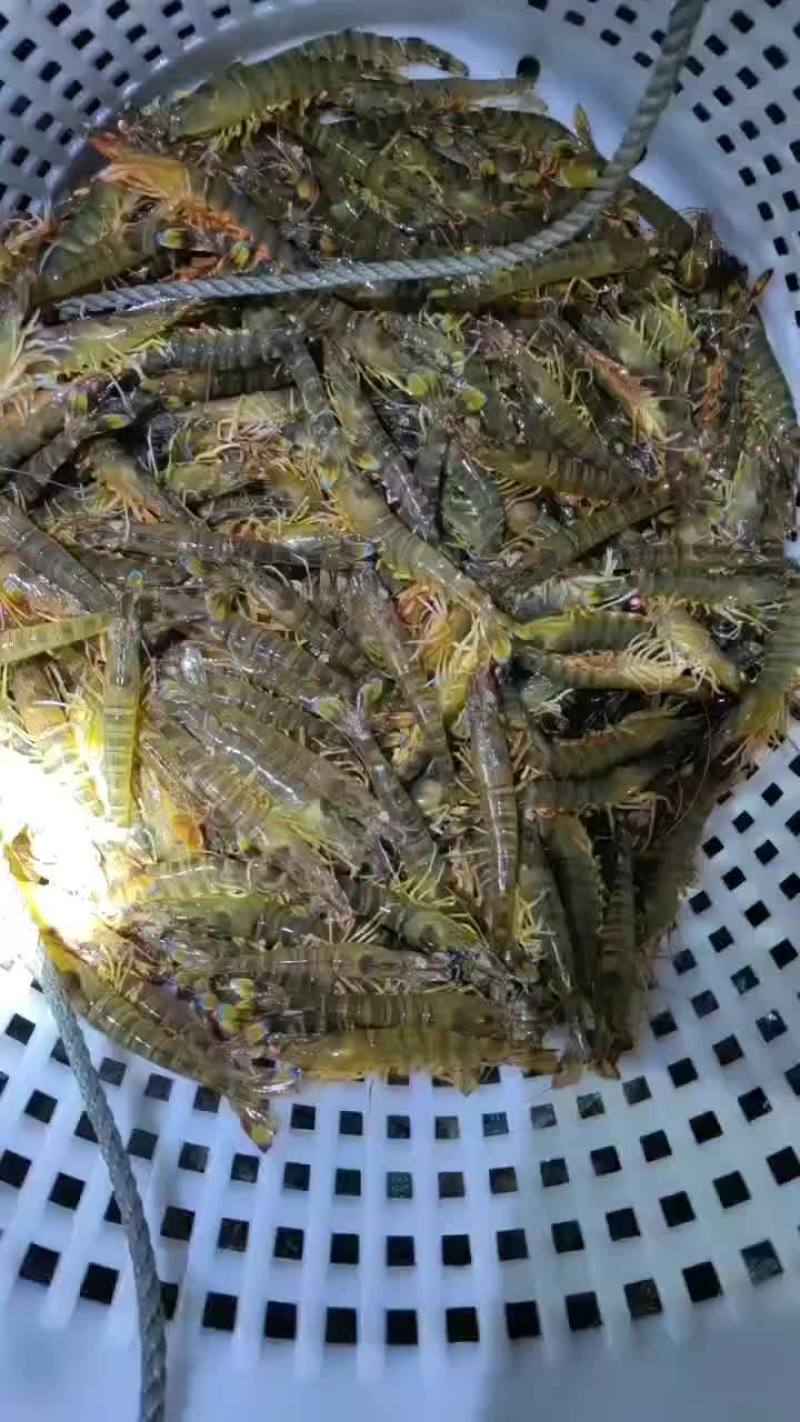 湛江花虾，日本对虾，基围虾虾池养殖直接销售包鲜活