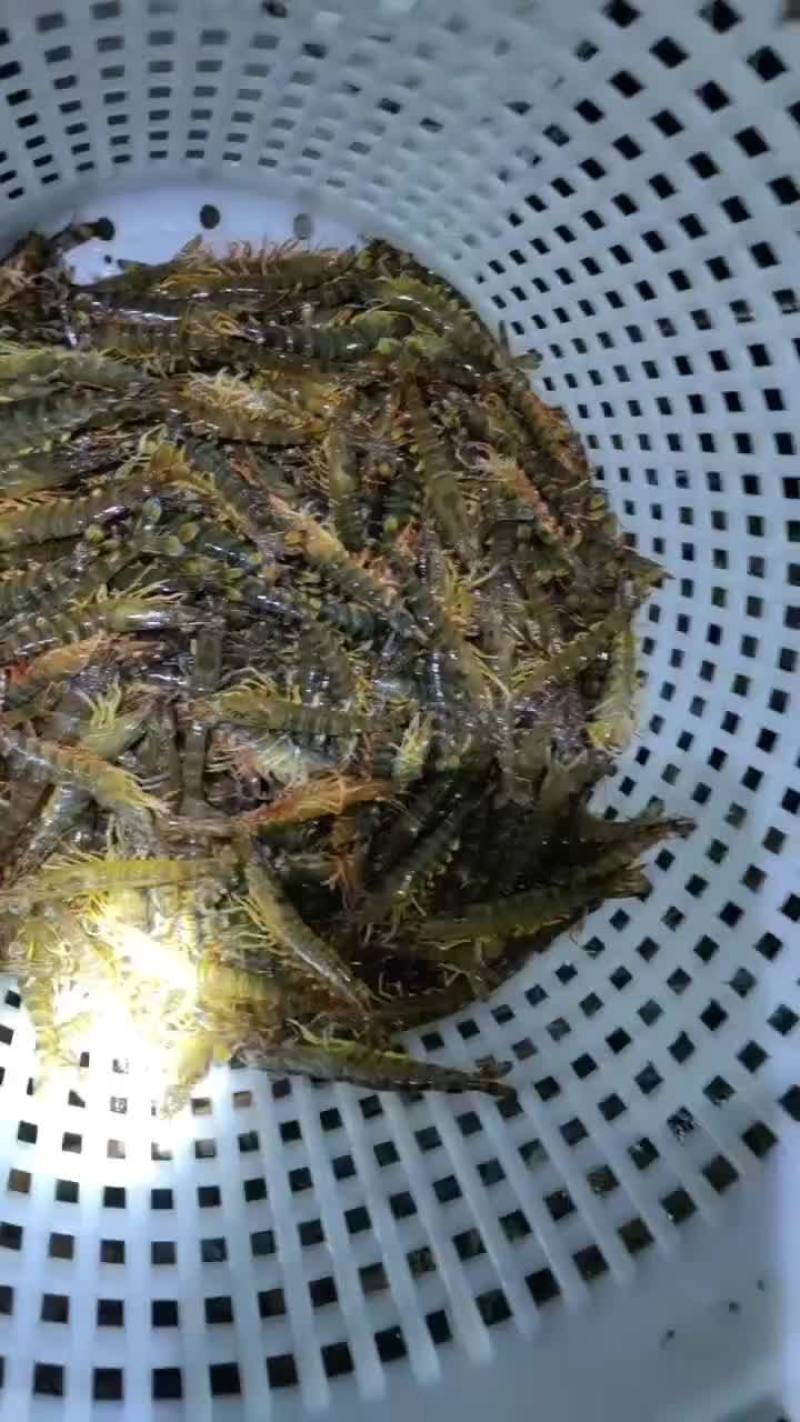 湛江花虾，日本对虾，基围虾虾池养殖直接销售包鲜活