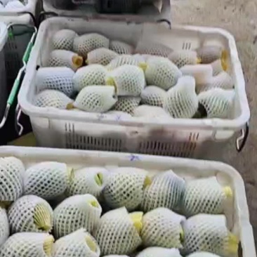 释迦果