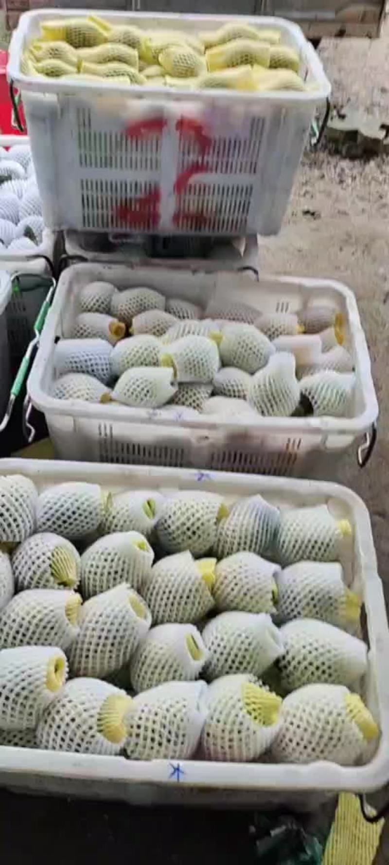 释迦果