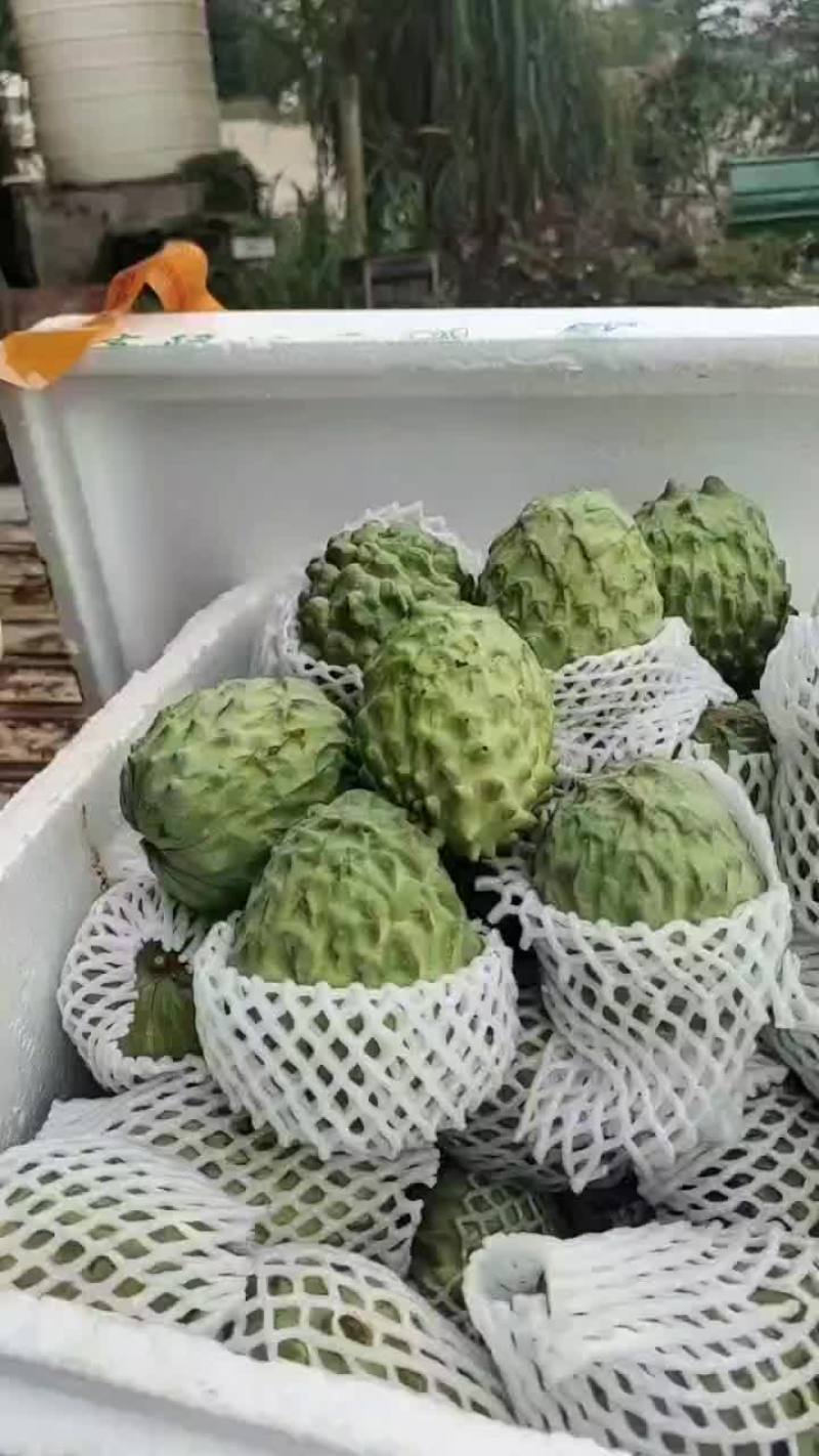 释迦果