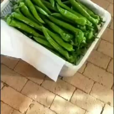 暖棚尖椒