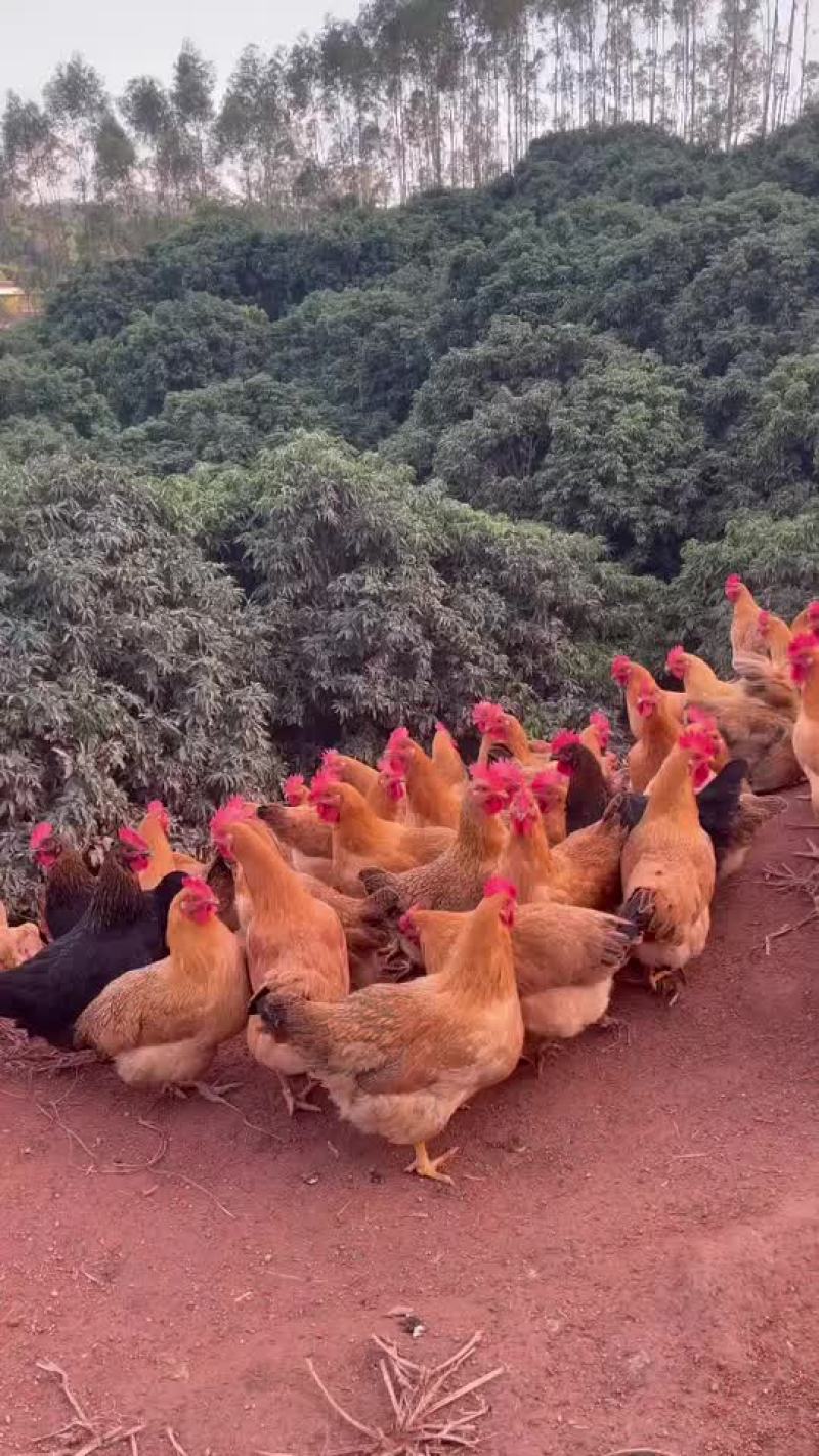 广西灵山土母鸡老水蛋多