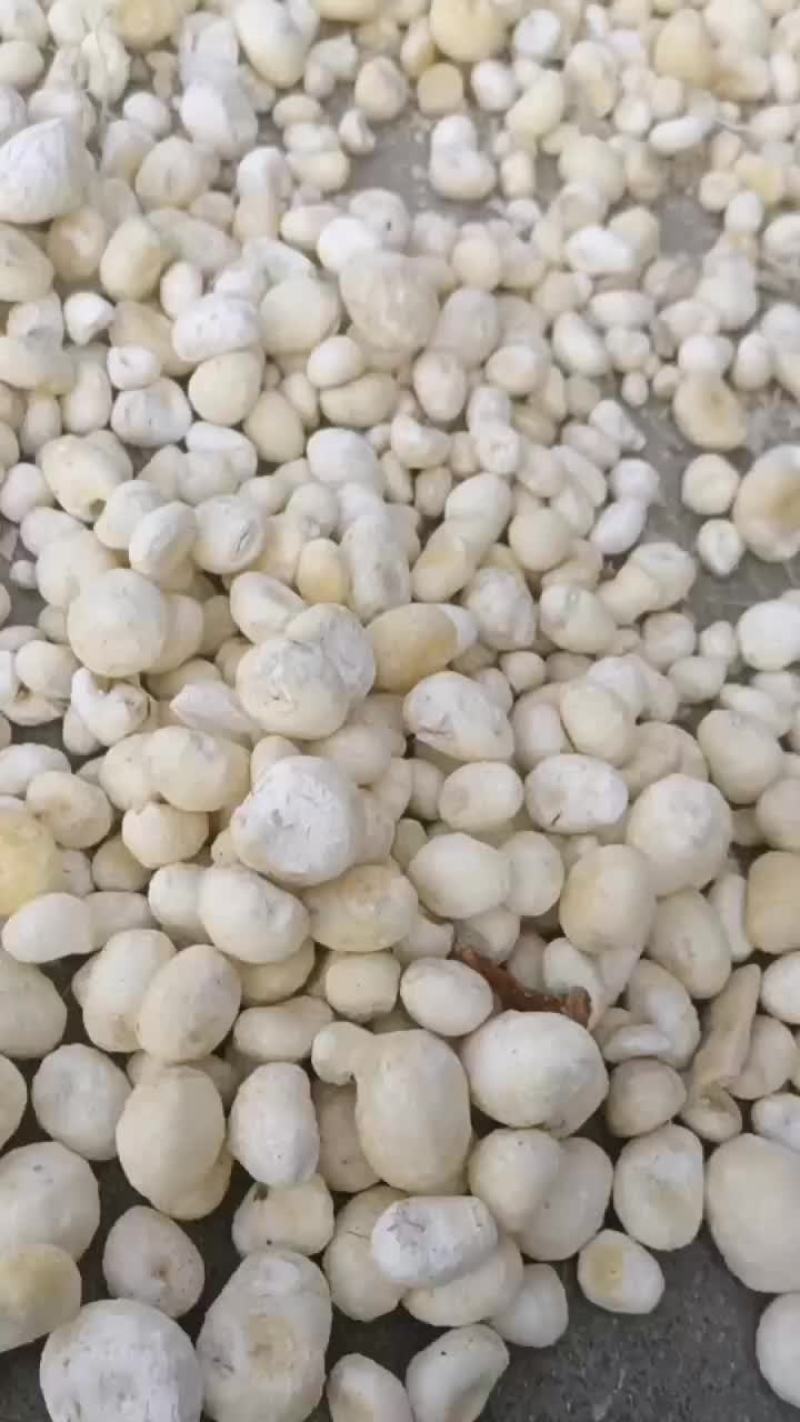 半夏小米珠半夏干货