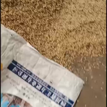 黄豆