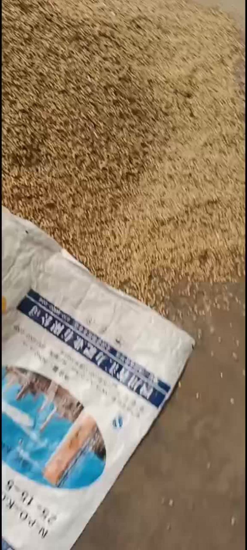 黄豆