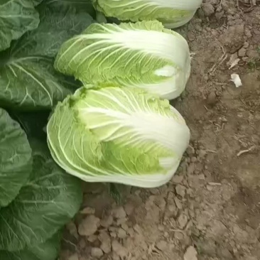 蔬菜