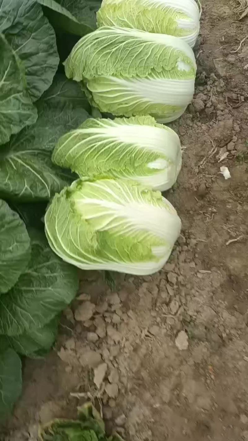 蔬菜
