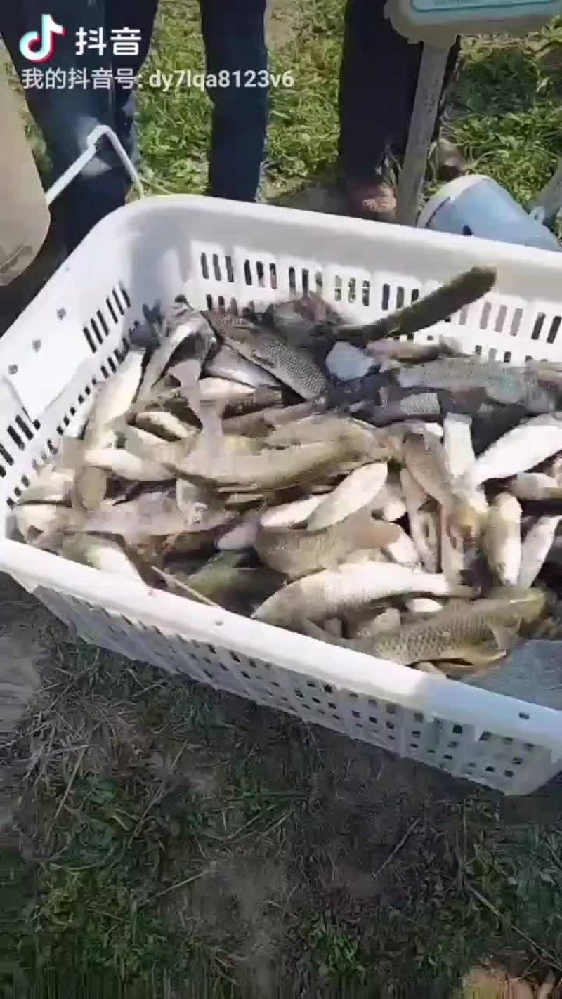 人工养殖，大规格草鱼