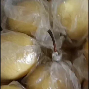 蜜梨
