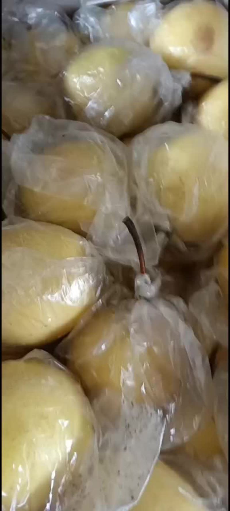 蜜梨