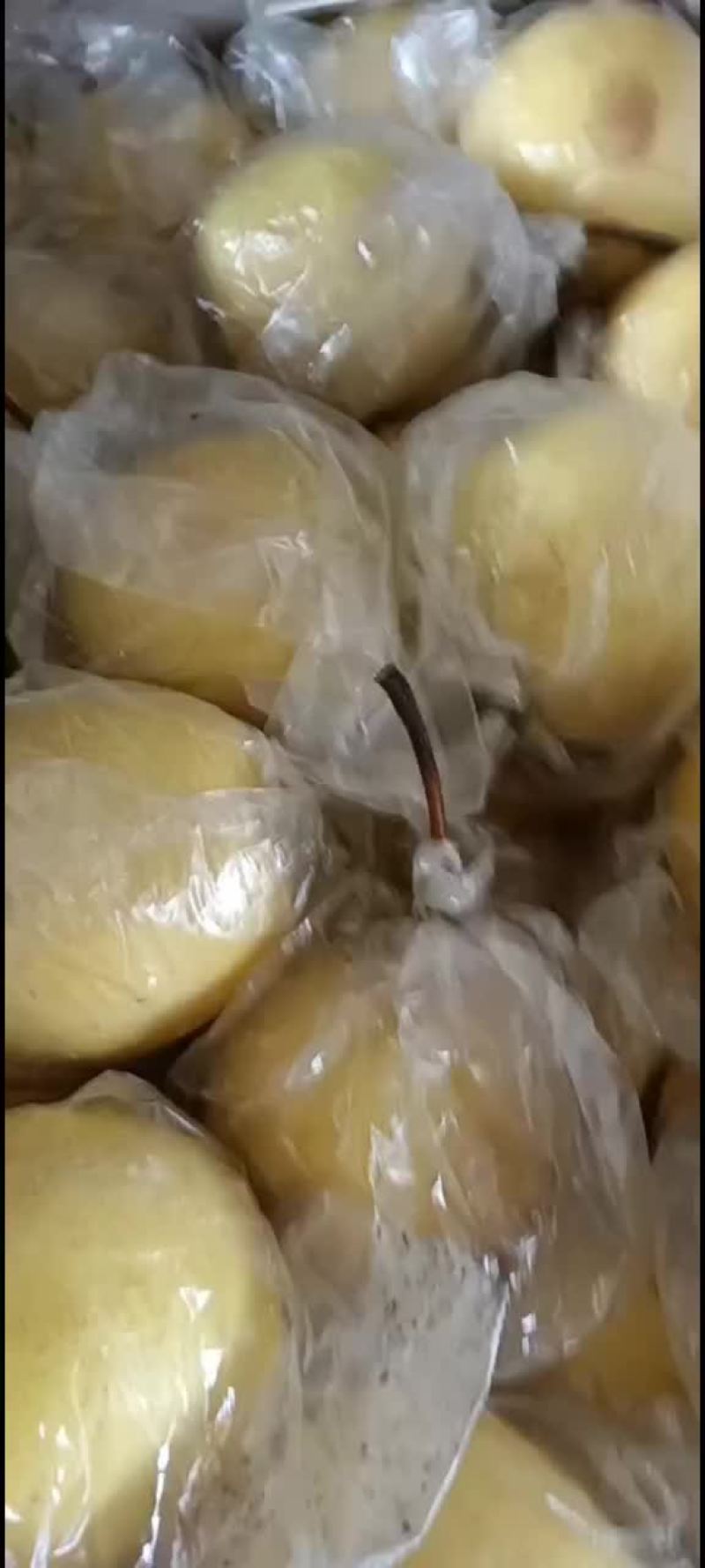 蜜梨