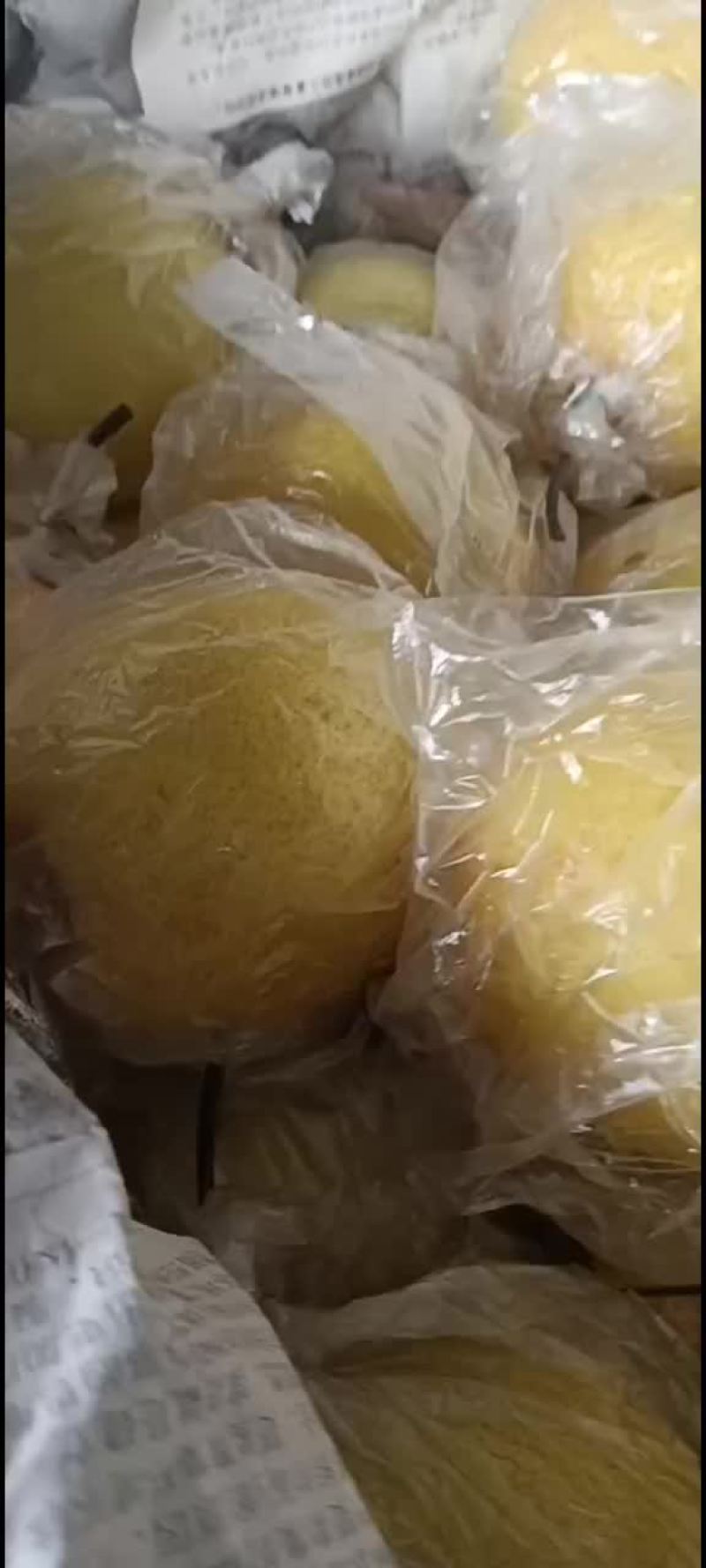 蜜梨
