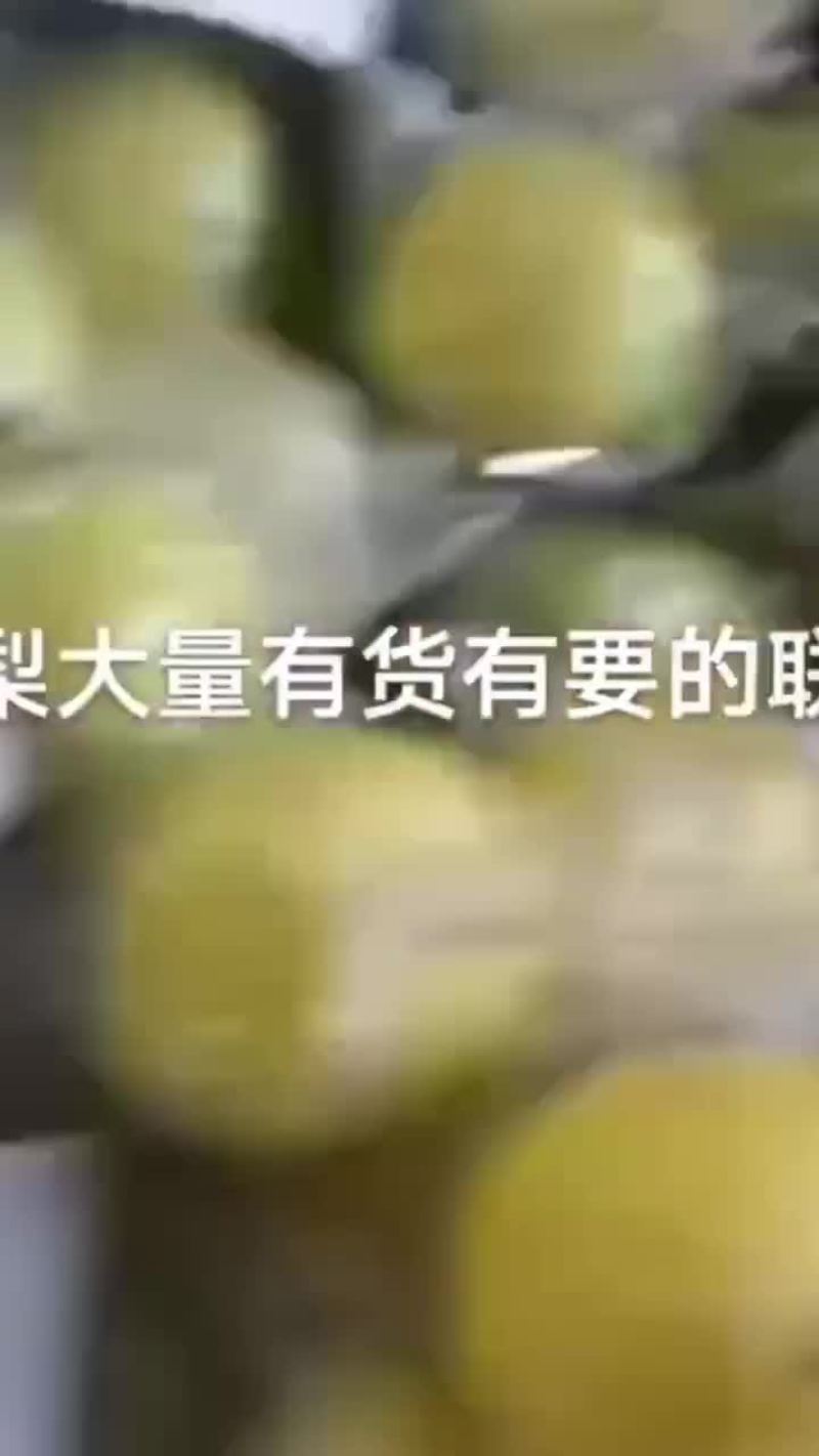 蜜梨