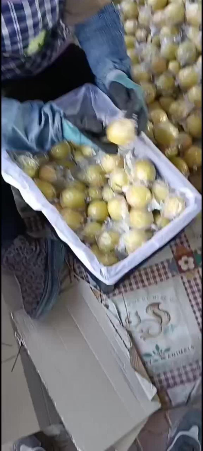 蜜梨