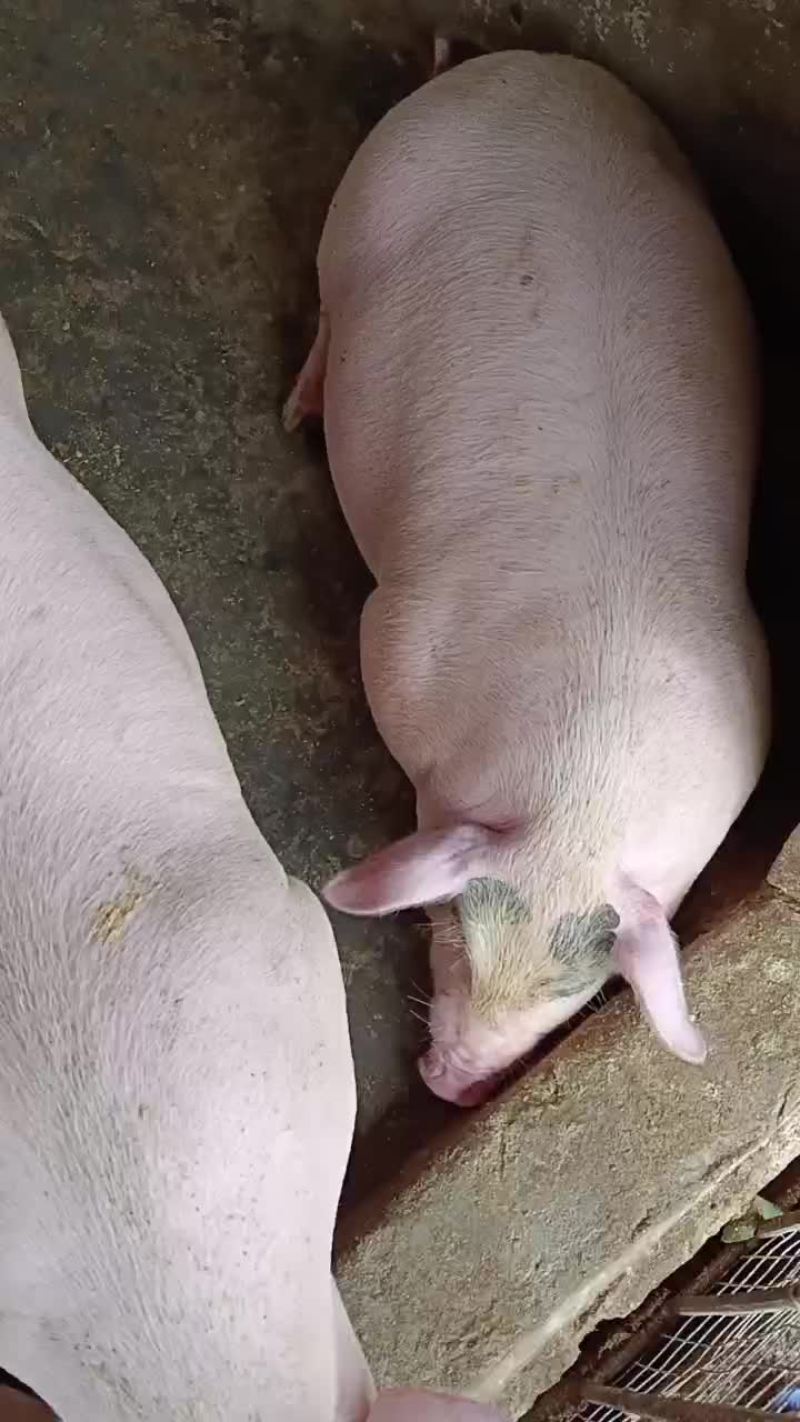 土白中猪