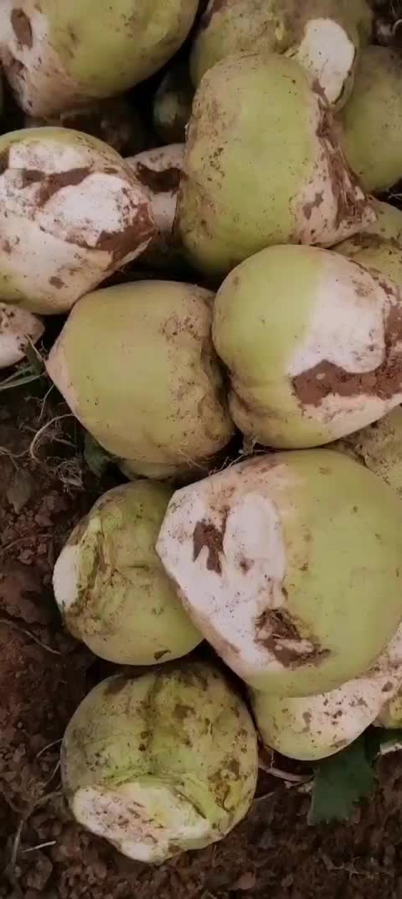 精品芥疙瘩，颜色绿，没冻害！！