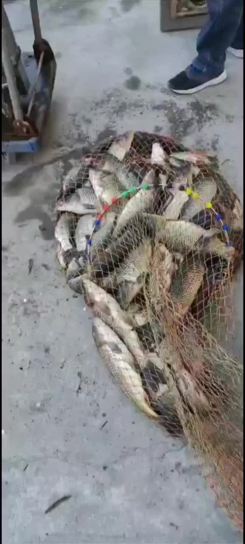 勿空农场钓场清塘回锅鲤鱼
