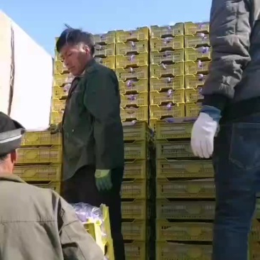 辽宁锦州市北镇辽峰葡萄口感好粒大硬度好冷库量大