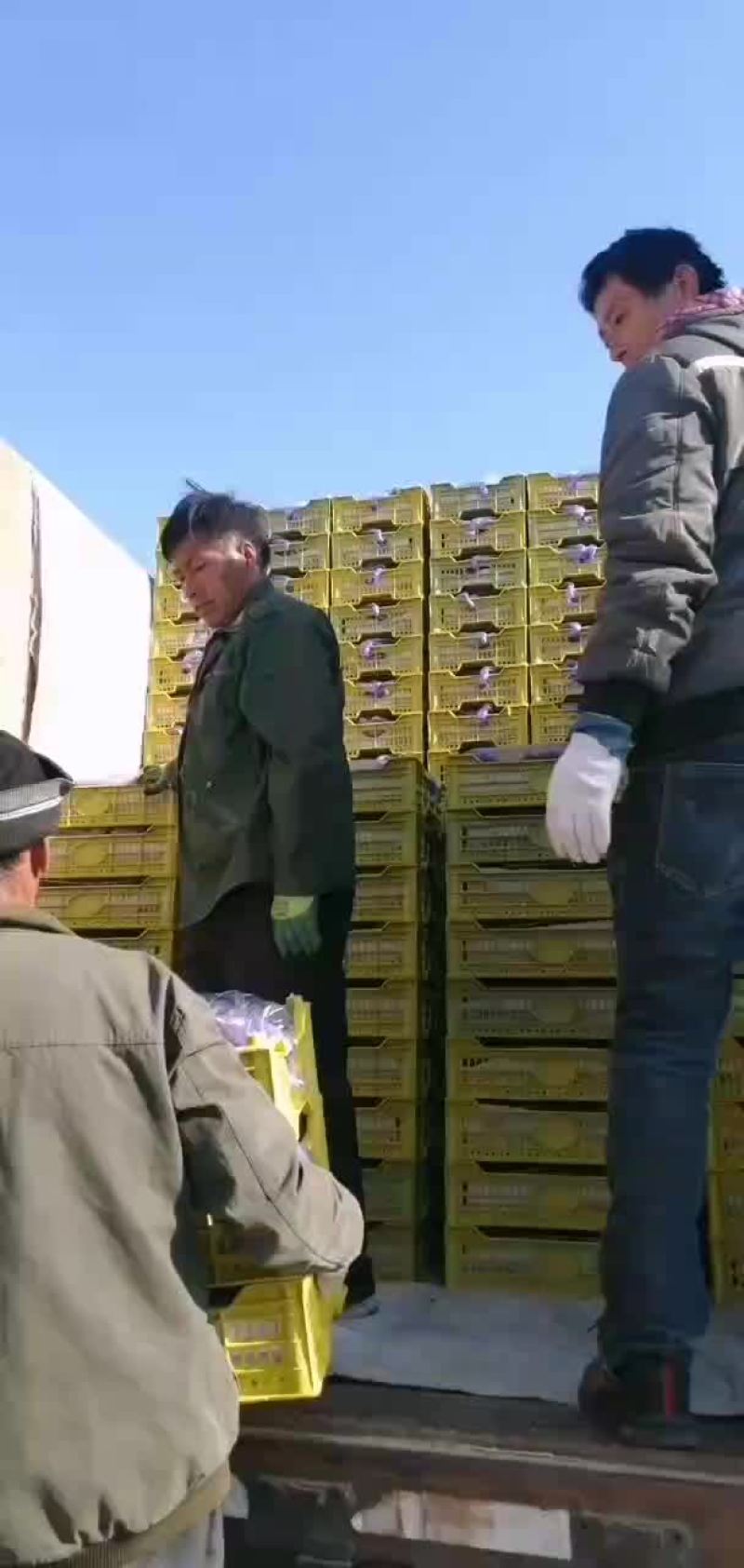 辽宁锦州市北镇辽峰葡萄口感好粒大硬度好冷库量大