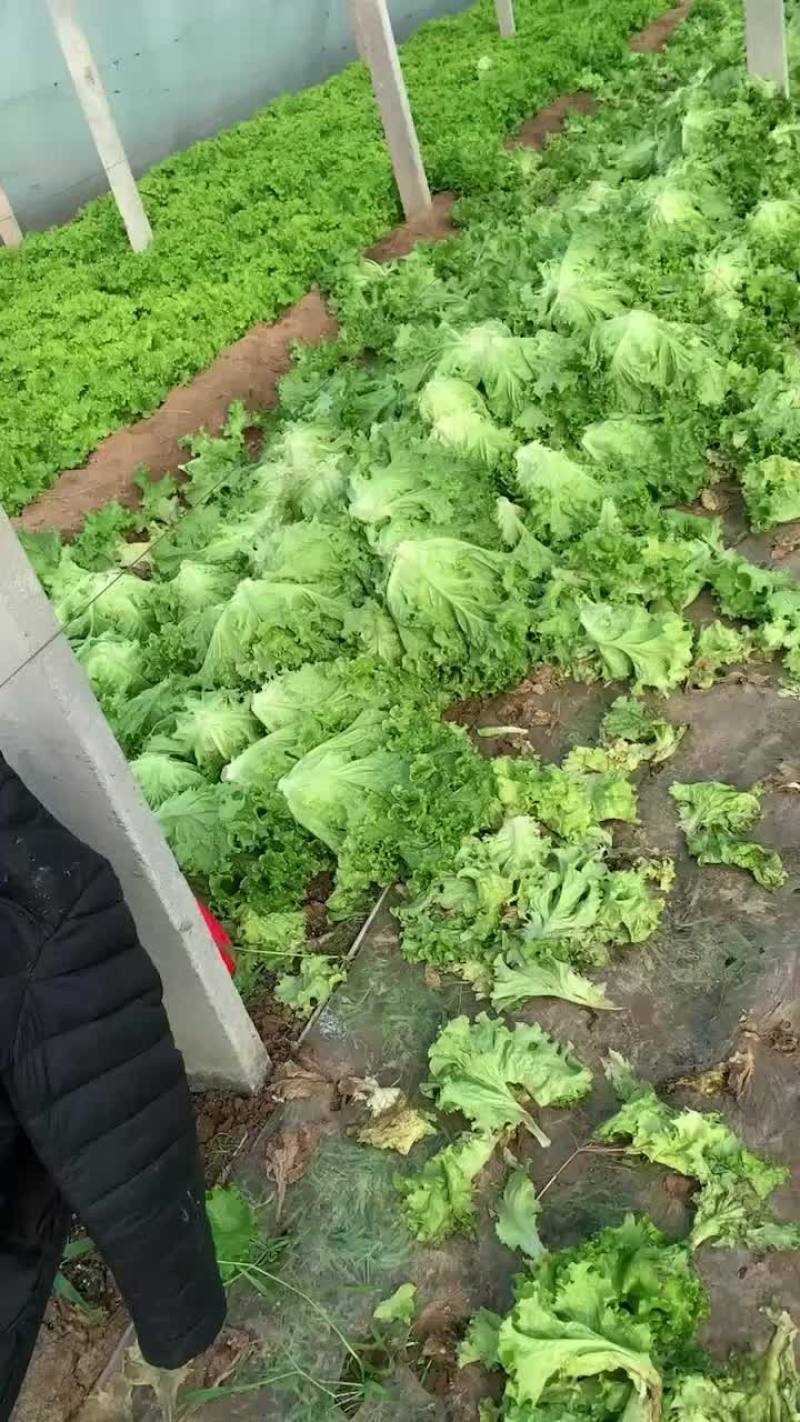 花叶生菜