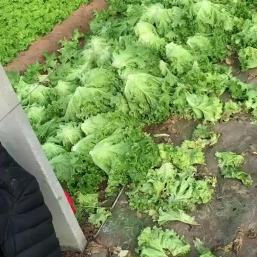 花叶生菜