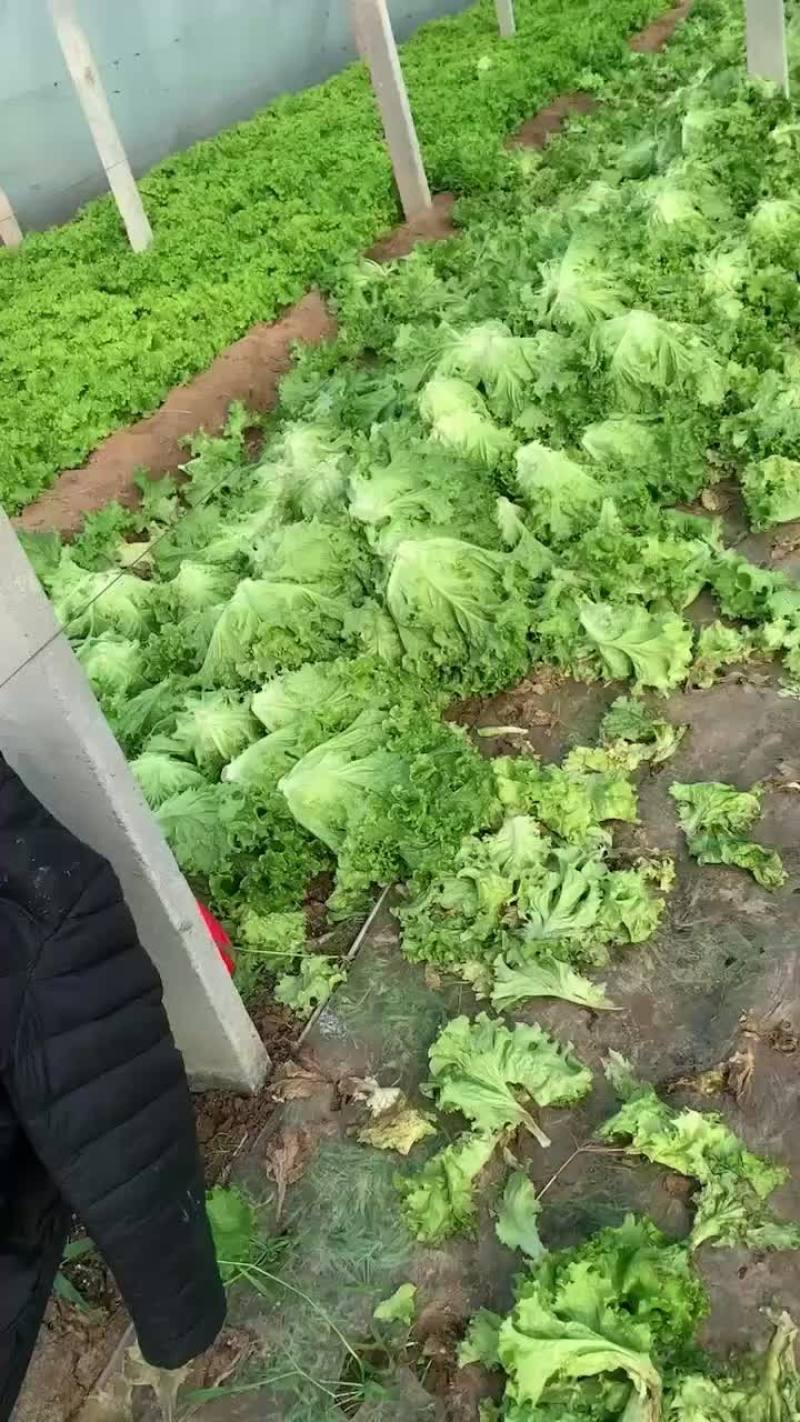 花叶生菜