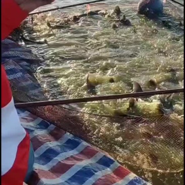 水产类