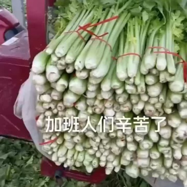 芹菜