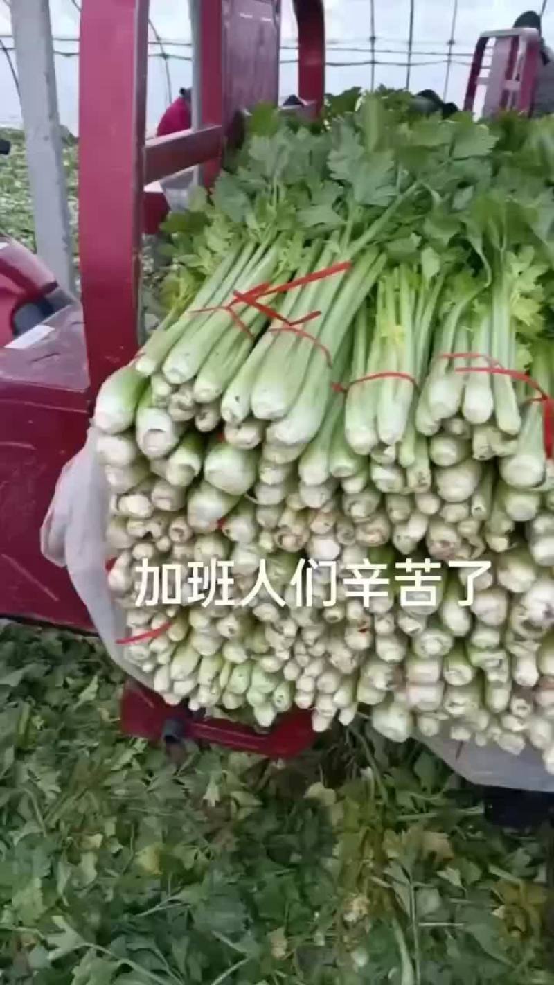 芹菜