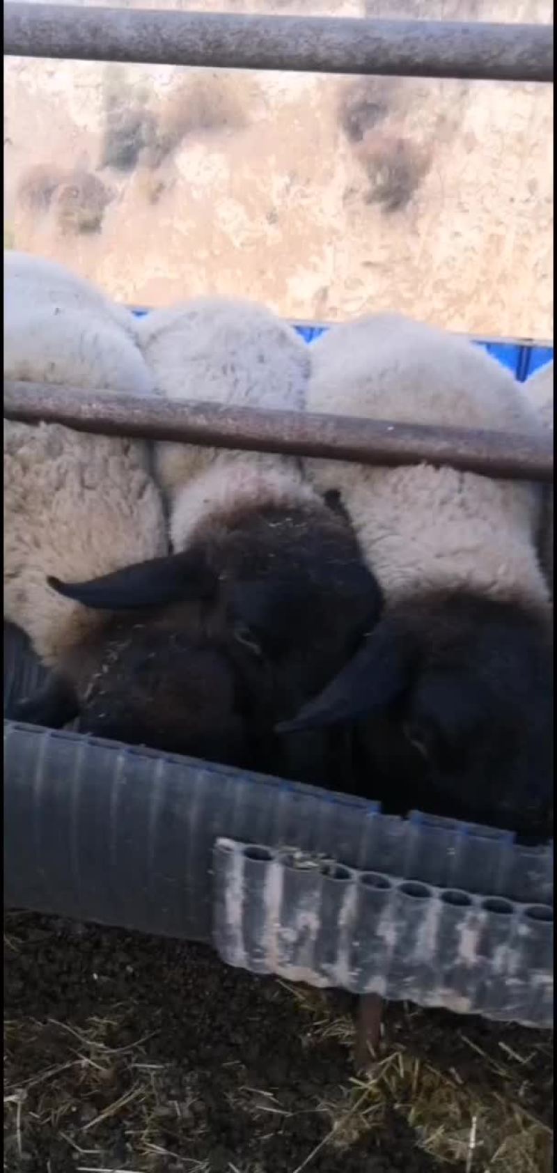 黑萨福克活羊
