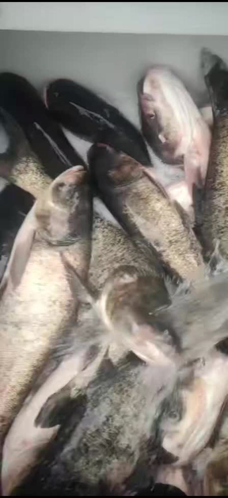 精品花鲢
