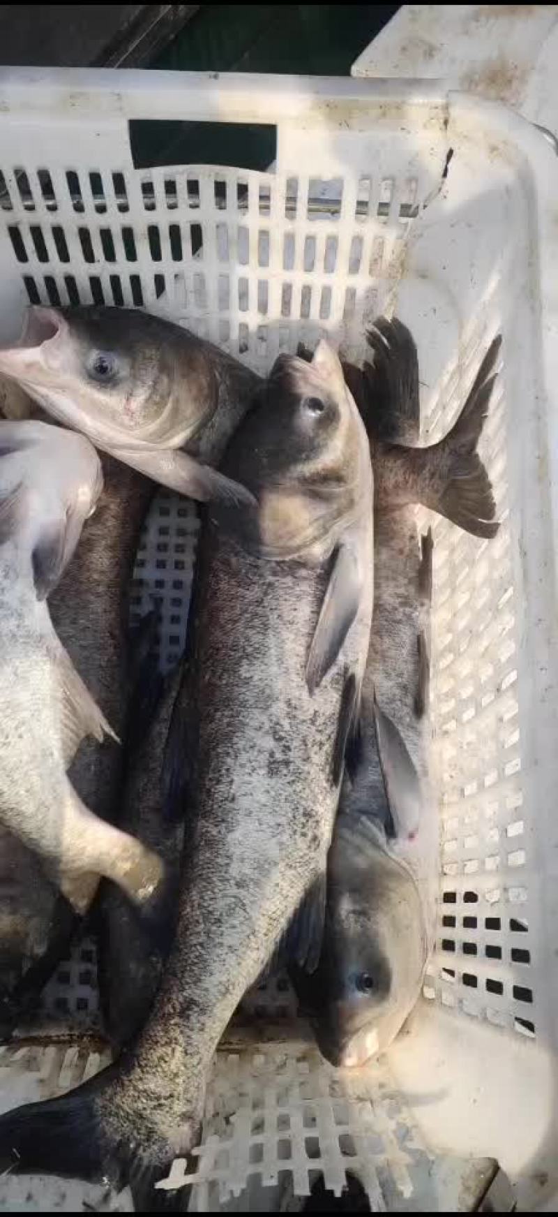 精品花鲢