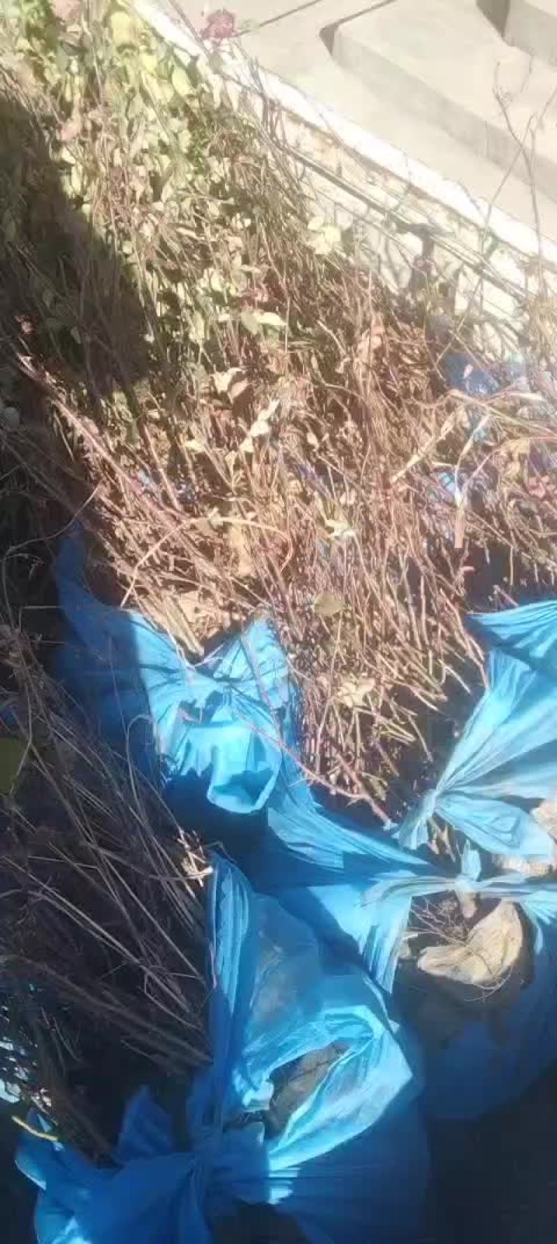 胶东卫矛，