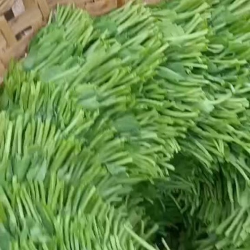 豌豆苗