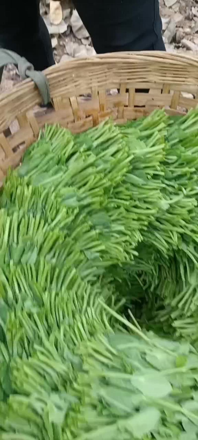 豌豆苗