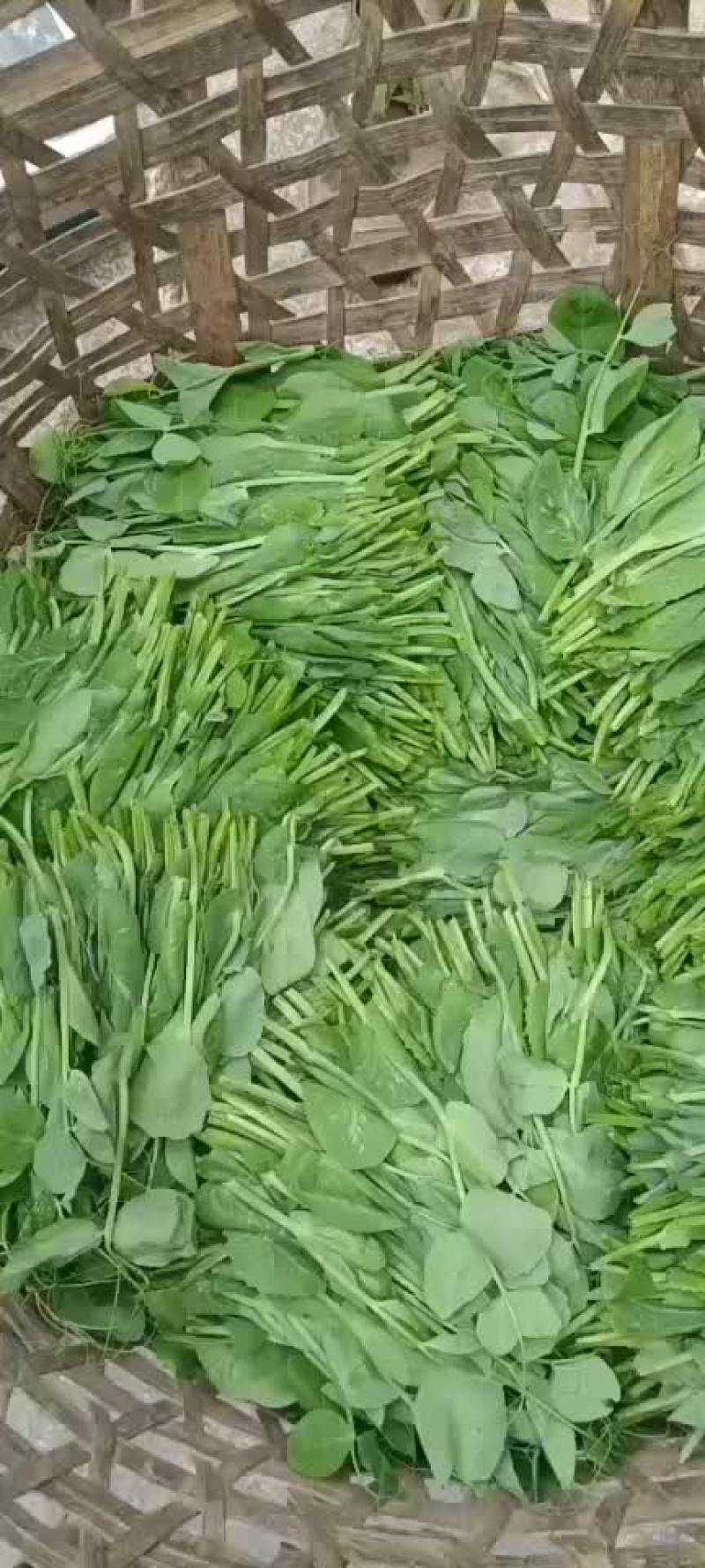 豌豆苗
