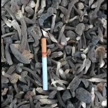 鸡枞菌
