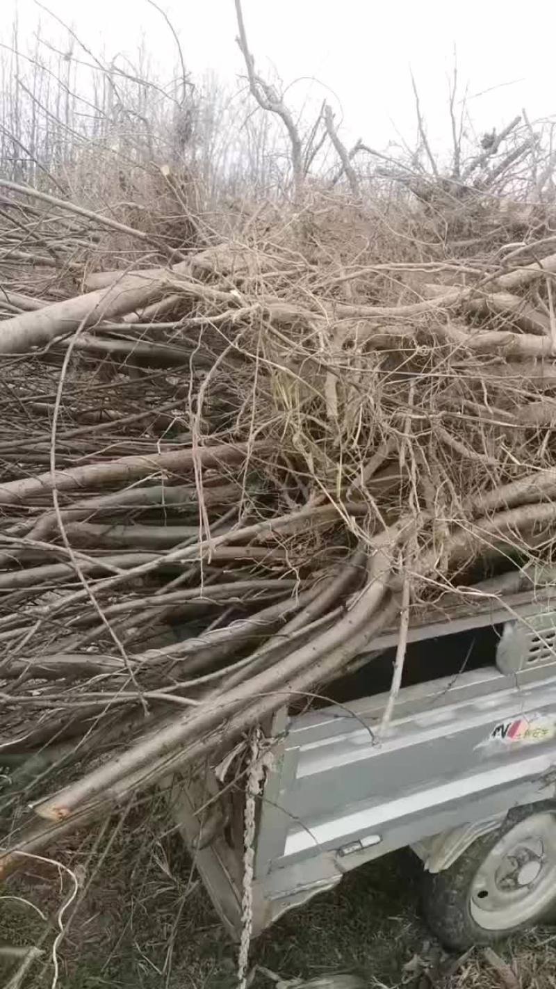砀山县冬桃苗大量供应可实地考察量大从优欢迎来电
